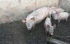 В Оренбургской области резко упало поголовье свиней